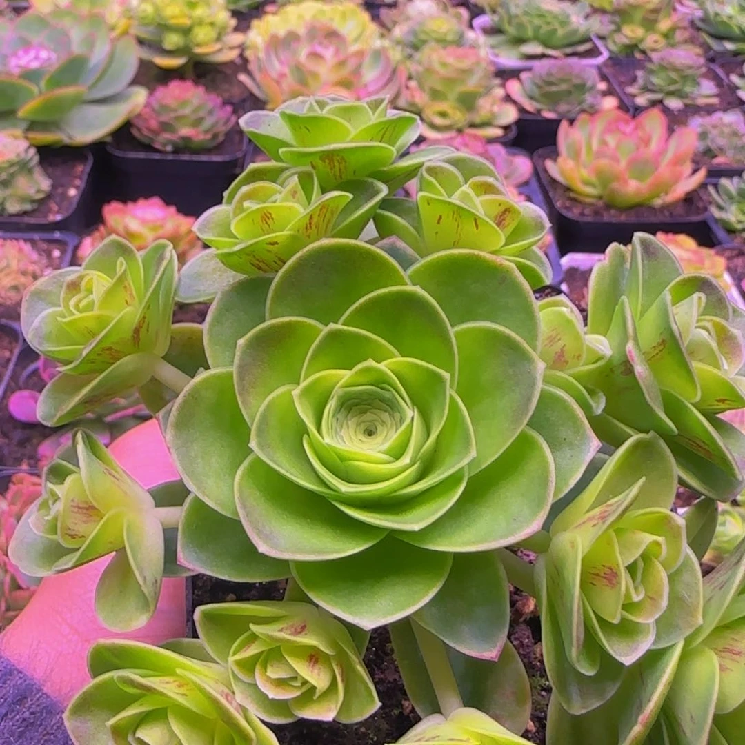 初辰捧花1323434676757686