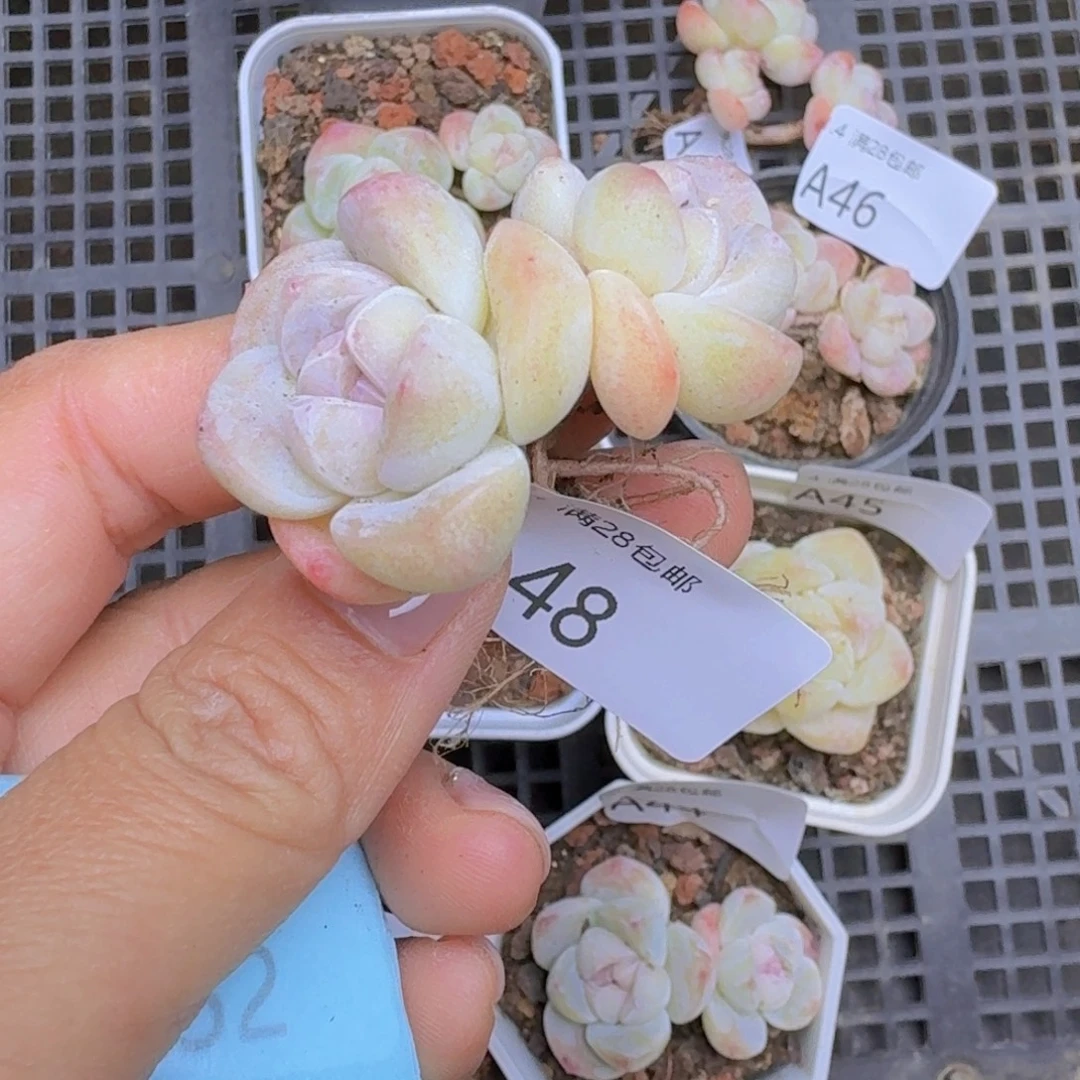 双头黄心冰玉一颗脱土