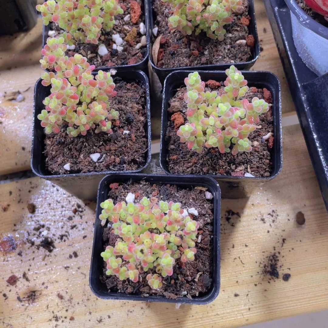 409号 密叶小树造型蜜桔枝干一个