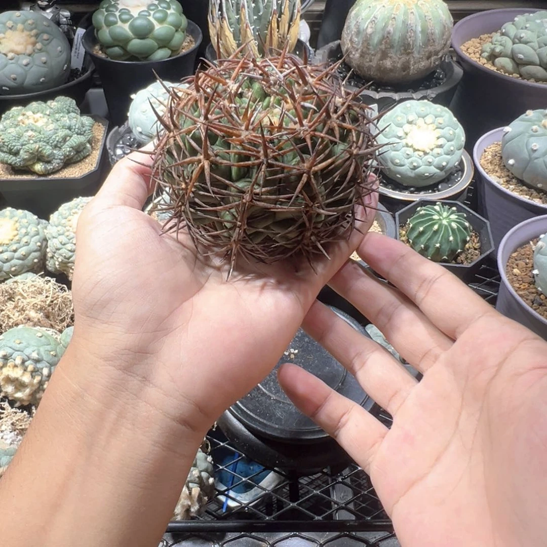 萝卜根碧岩玉10cm