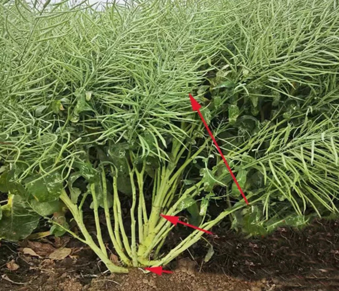 航天杂粮   航天油菜籽.芝麻 太空育种
