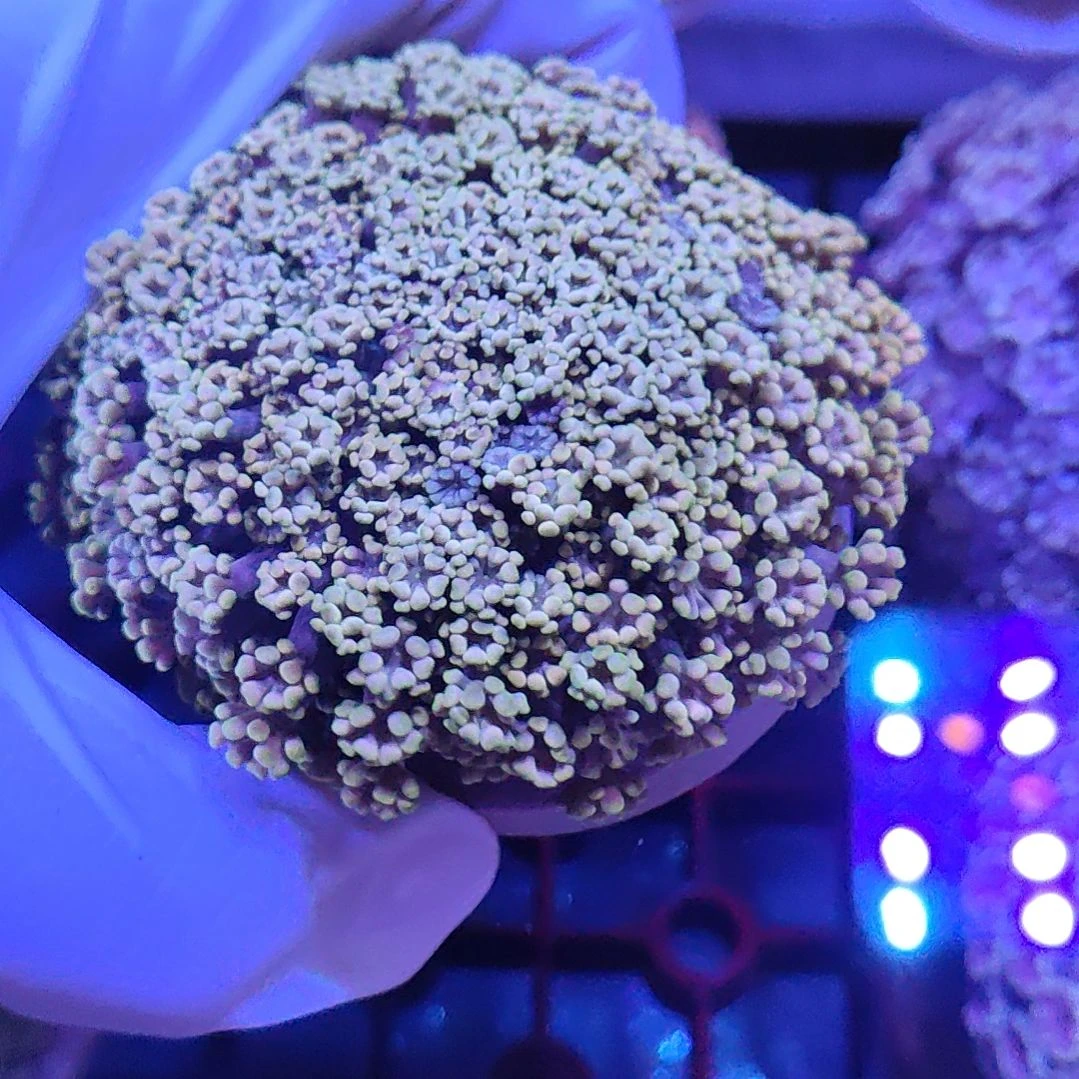 珊瑚不支持退货不包邮 退款超3次拉黑