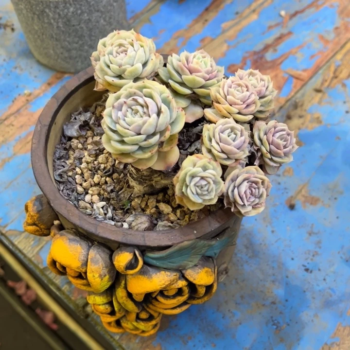 蓝色惊喜带盆不包物流