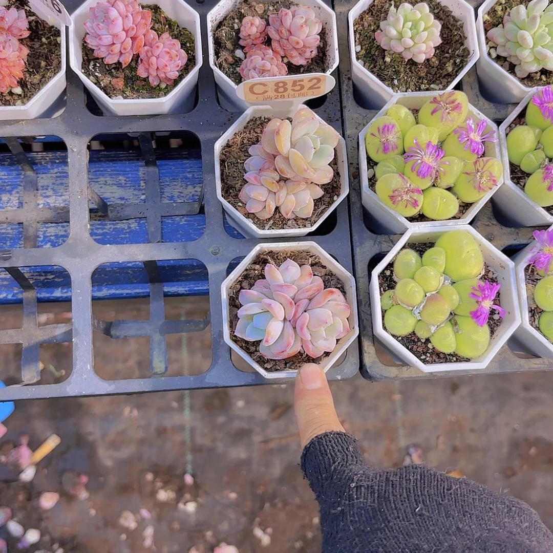 璞***玉C852奶茶群两颗一物一拍