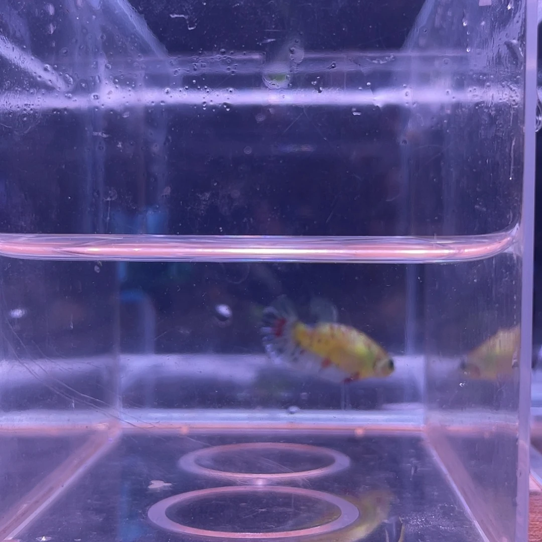 斗鱼可博泰斗092504