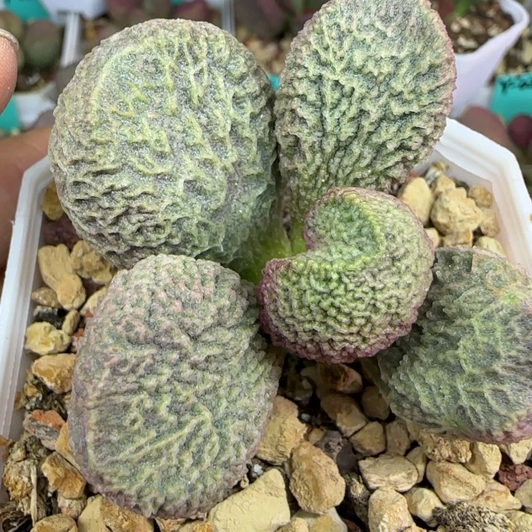 无花朵大型一棵叶插，图为母本