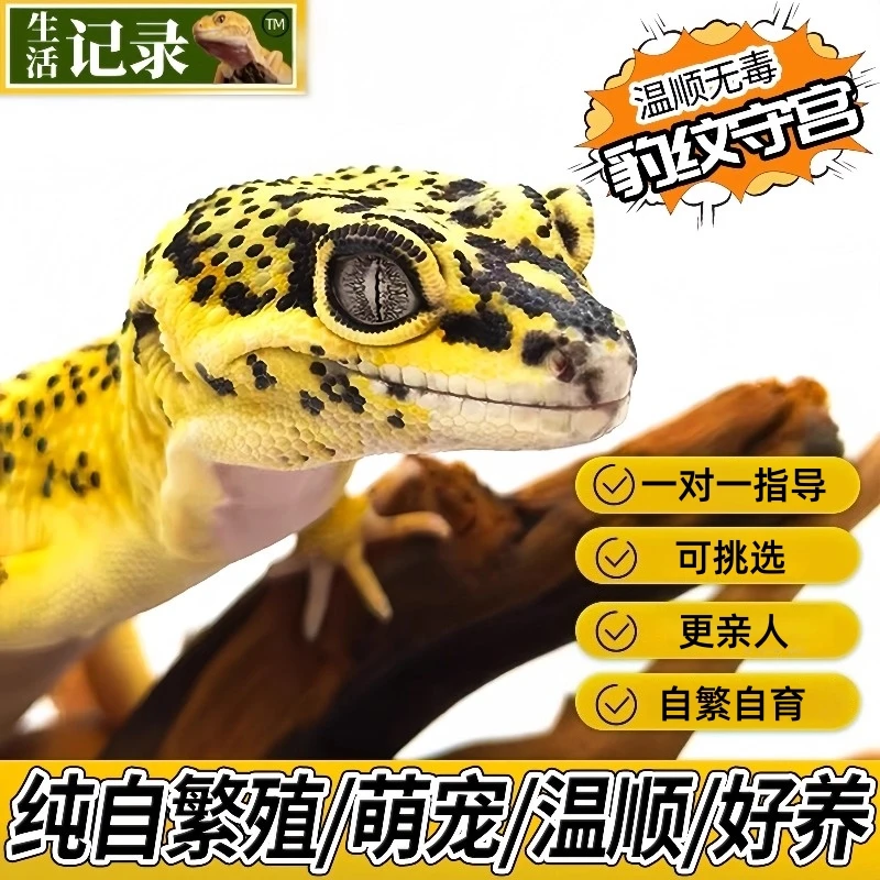B豹纹守宫蜥蜴宠物小火龙幼体入门级爬宠活物爬虫好养可挑选异宠