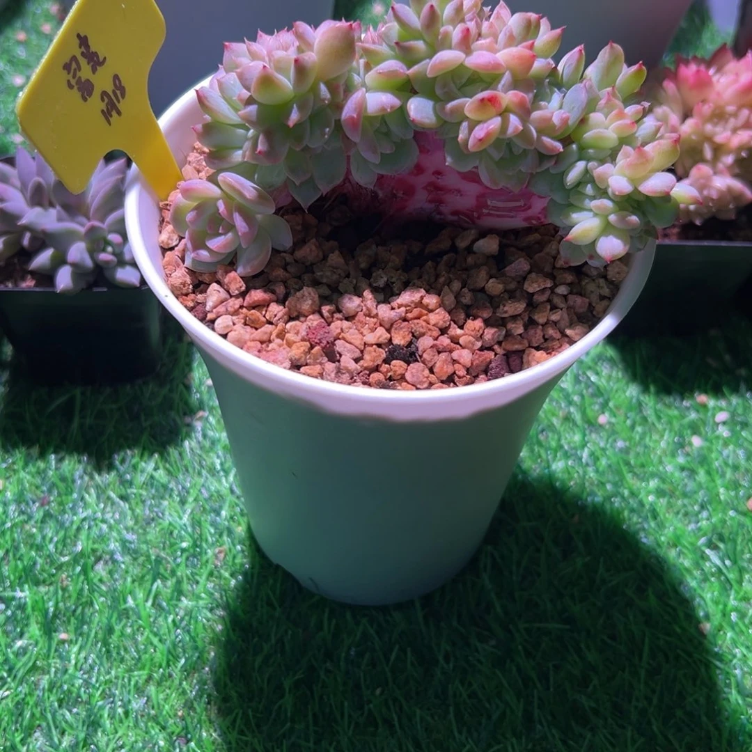 一物一拍链接，李富贵寄养