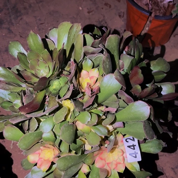 442香妃多肉植物处理不售后七彩