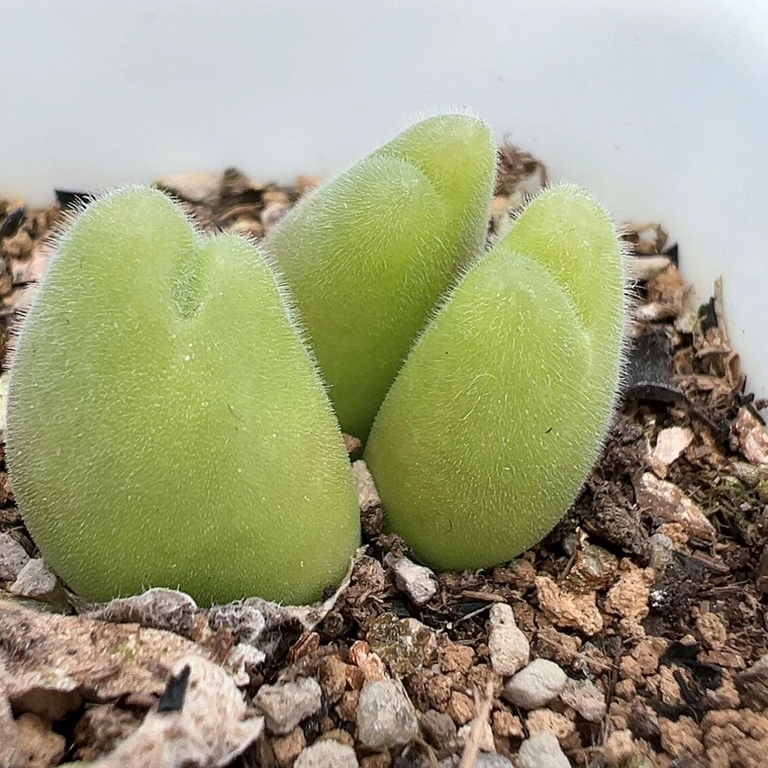 冰*蓝长毛翠堤 多肉肉锥