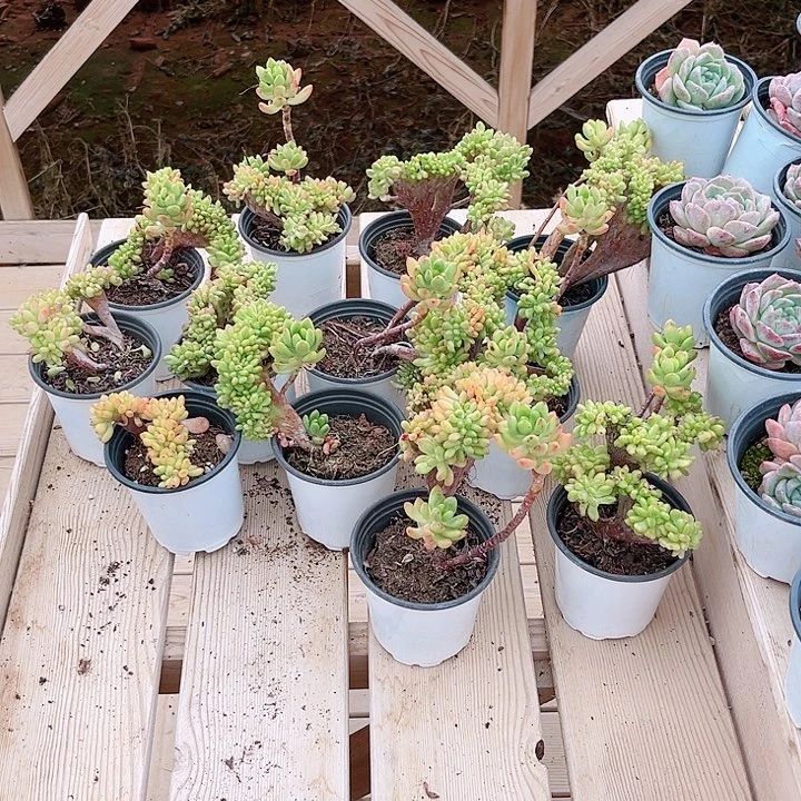春萌板子缀化多肉植物