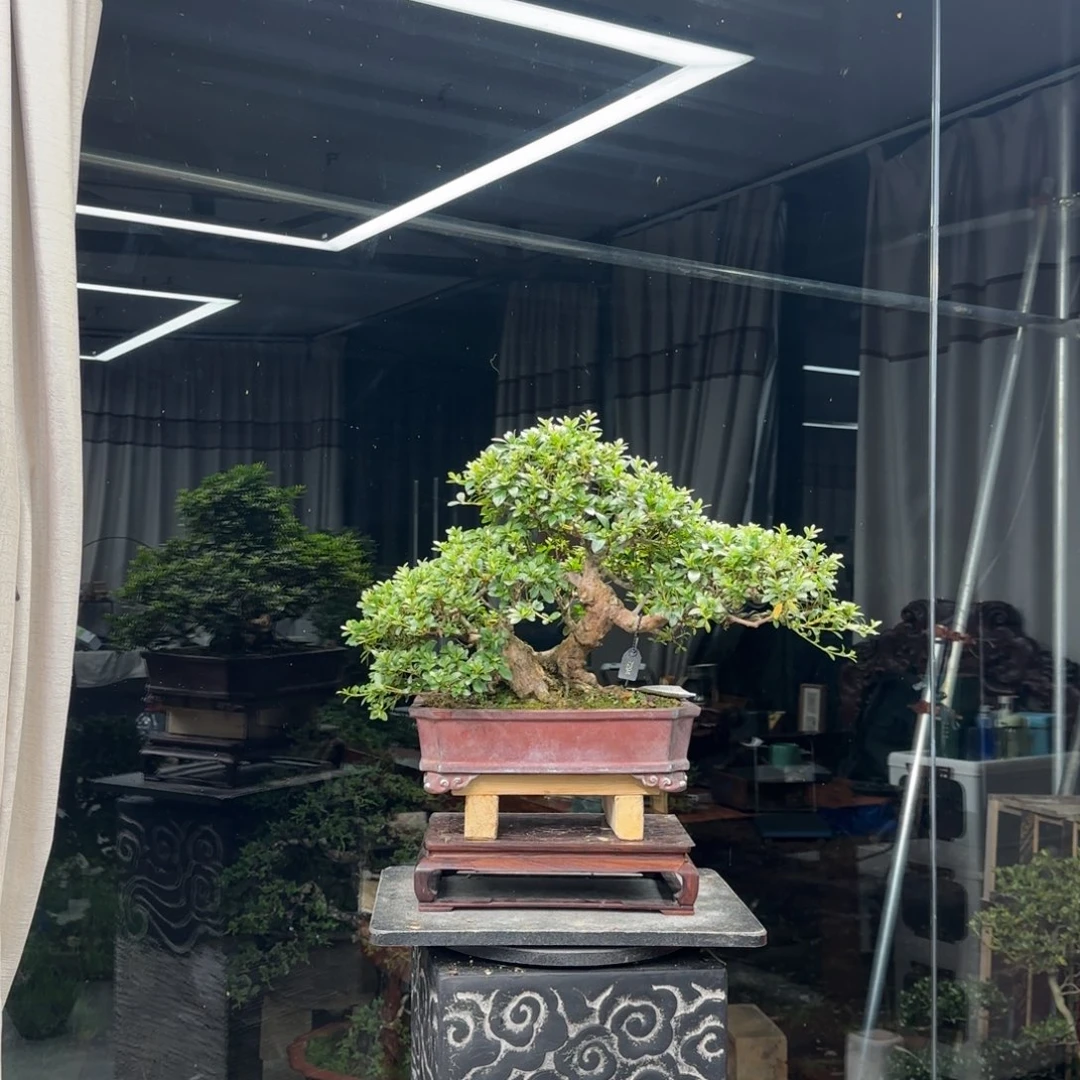 寒***得无花朵花卉苗木花卉苗木