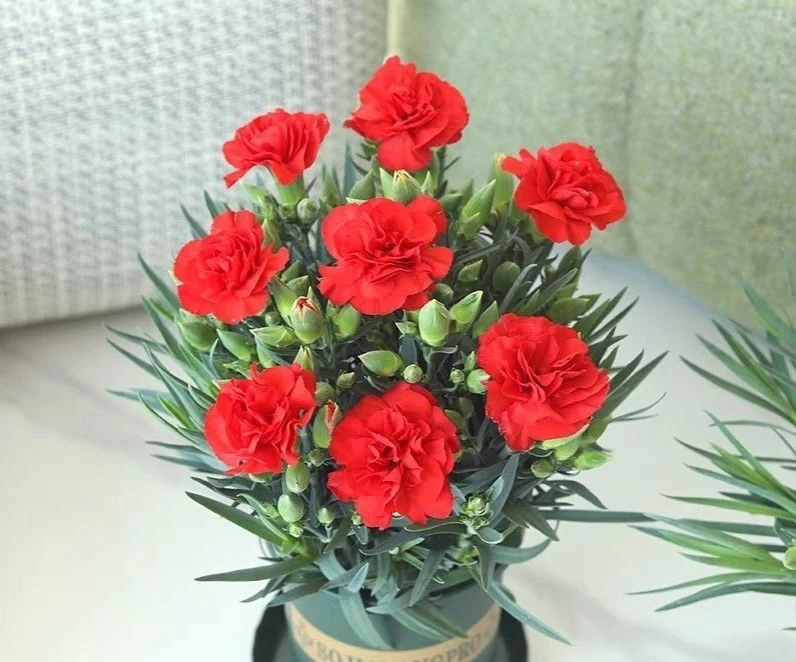 康乃馨【红颜】盆栽带花苞阳台庭院四季开花