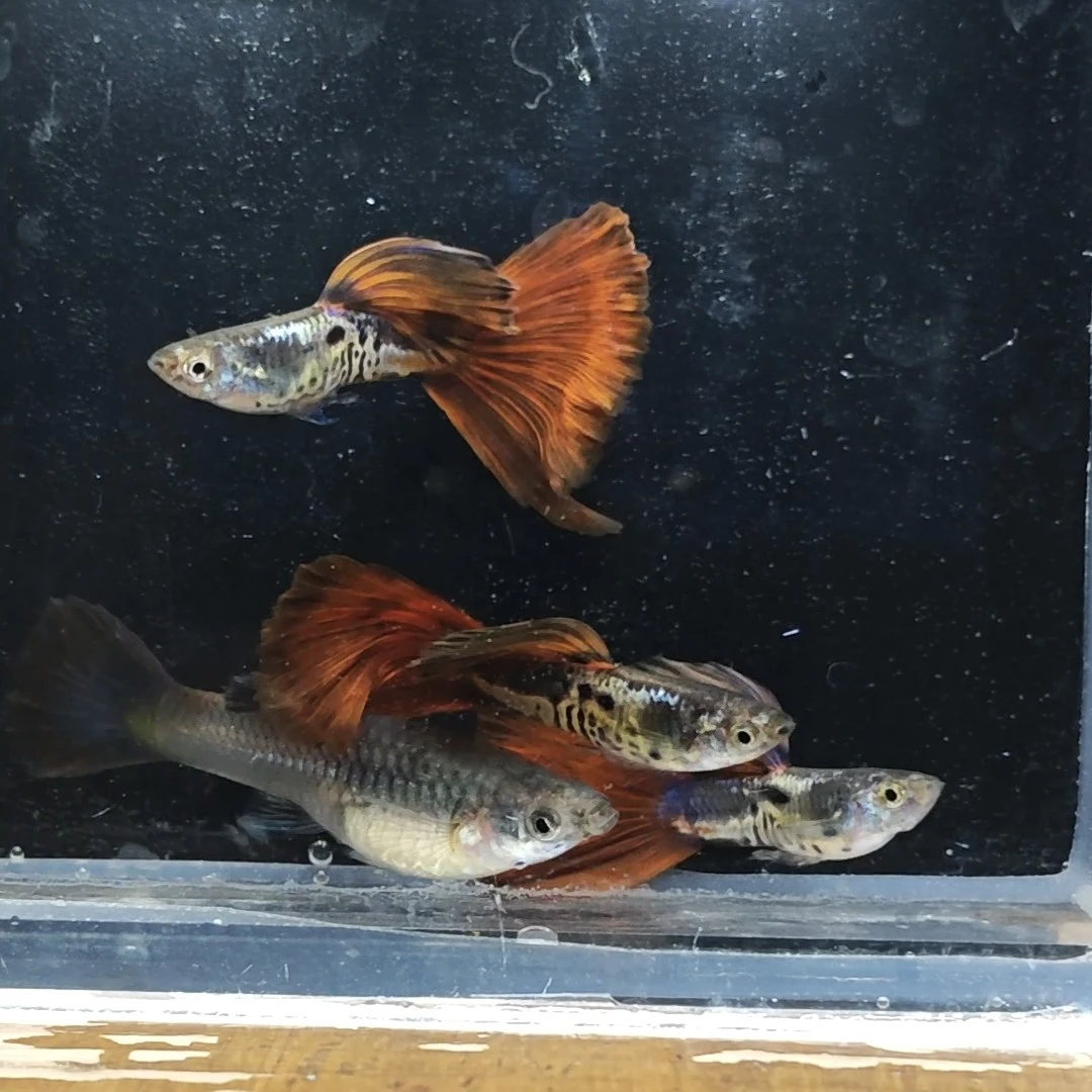 银河红尾孔雀鱼三对