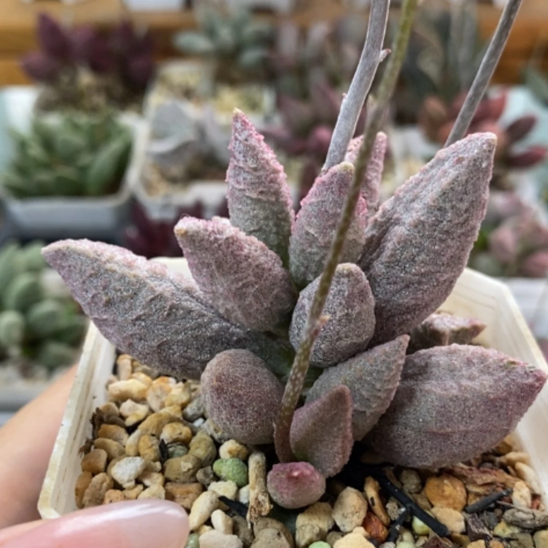 【闪购商品】无花朵悠**卡莹石