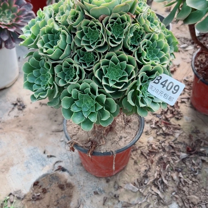 409绿网绒多肉植物