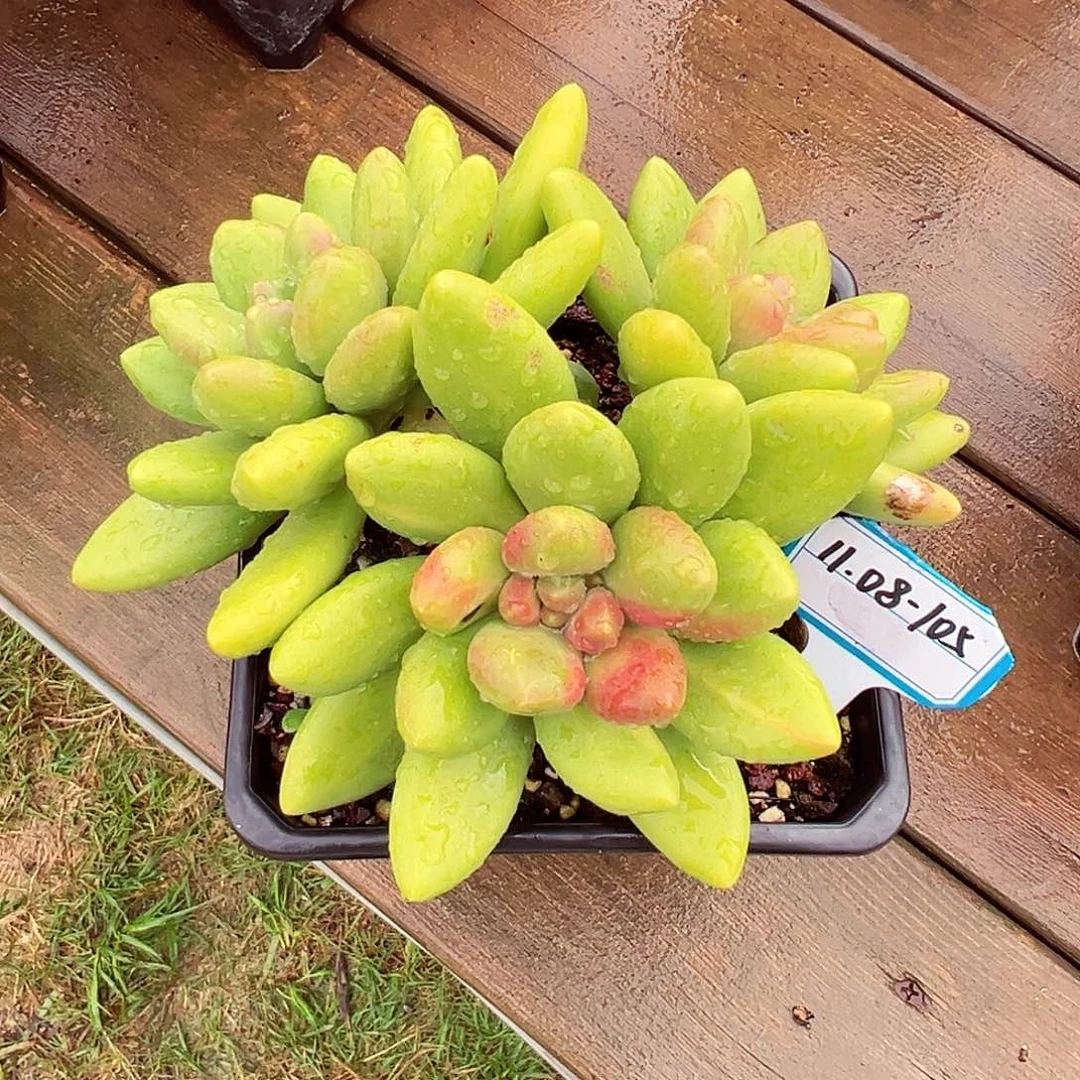 1108-105精控芒果奶