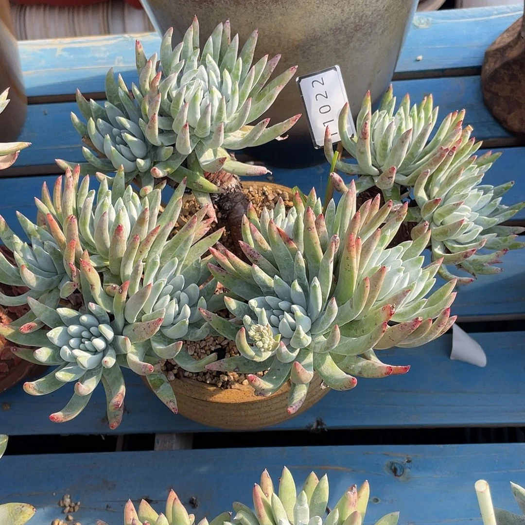 拇指杂海瑟老桩不售后11022