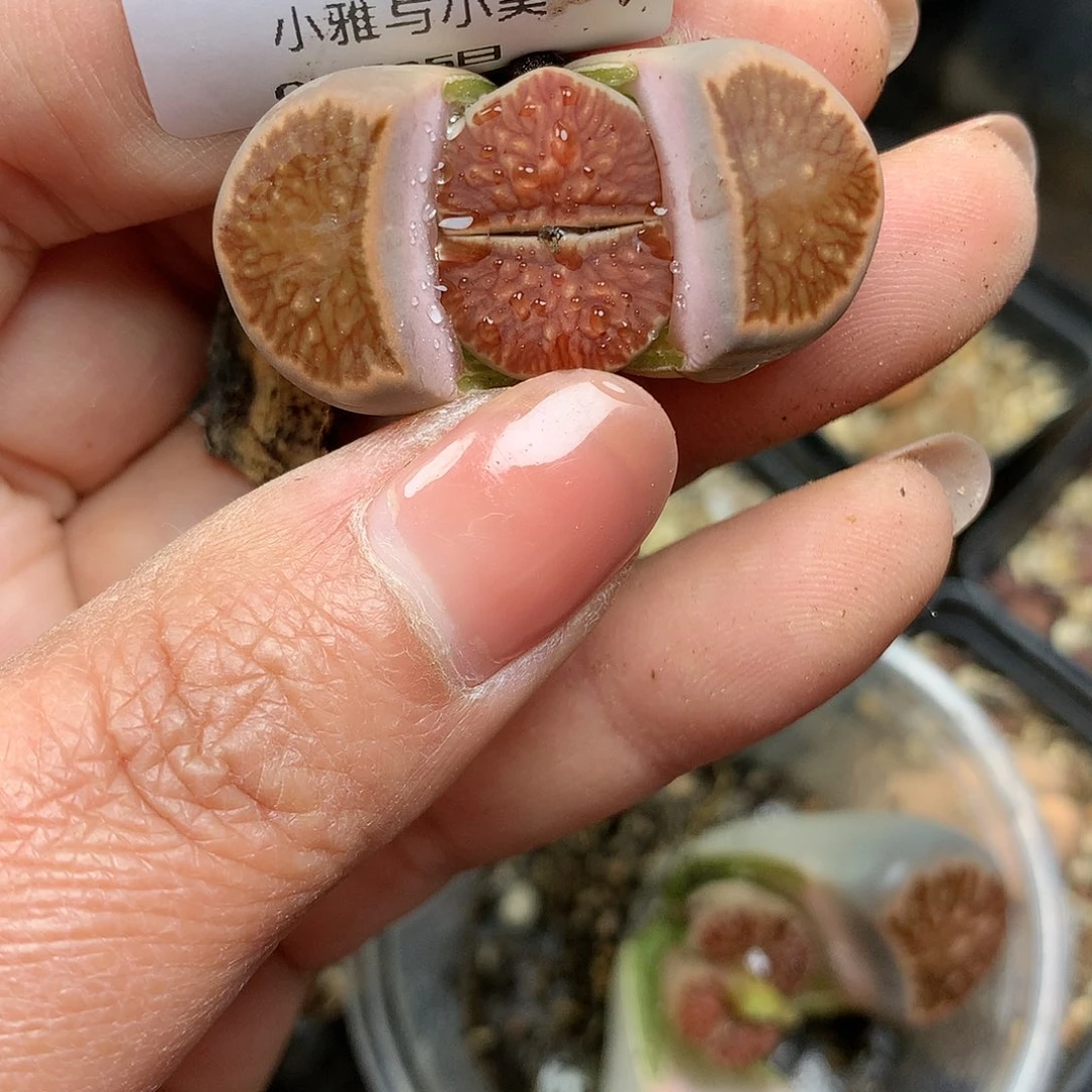 A163多肉植物保护研究所