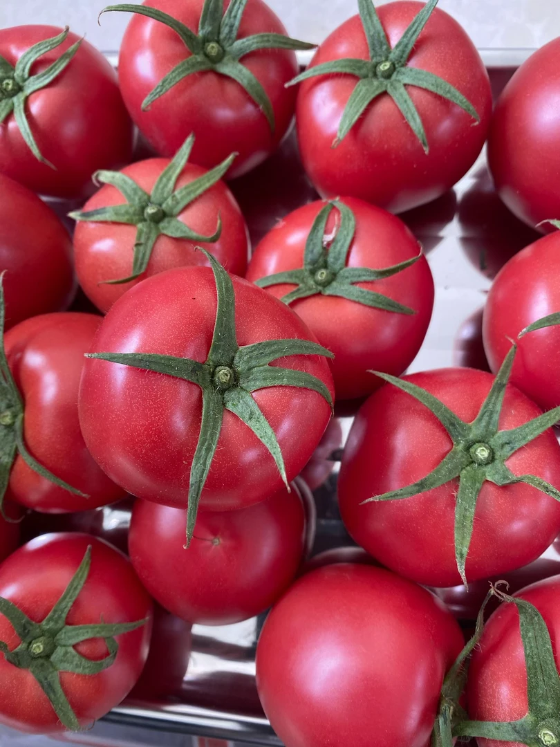 海阳普罗旺斯西红柿现摘新鲜蔬菜肉厚饱满新鲜水果足足4.5斤包邮