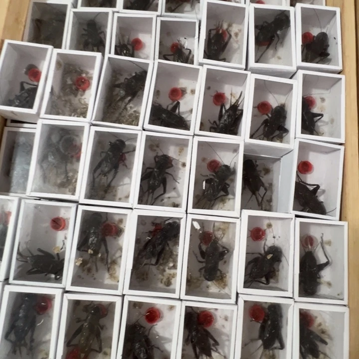 2只大翅黑虫漂亮合适
