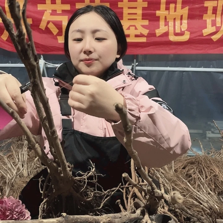 完全开放牡丹花开