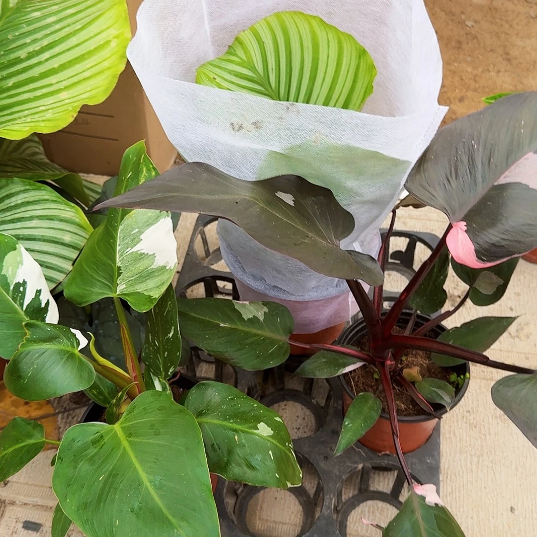 耳***耿完全开放青苹果  白雪公主  粉公主