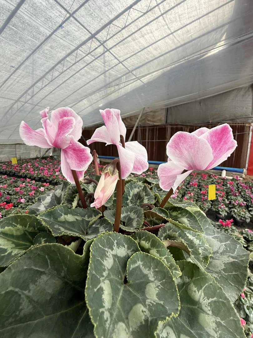 仙客来大花盆栽带花苞发货四季开花兔耳朵桌面植物年宵花
