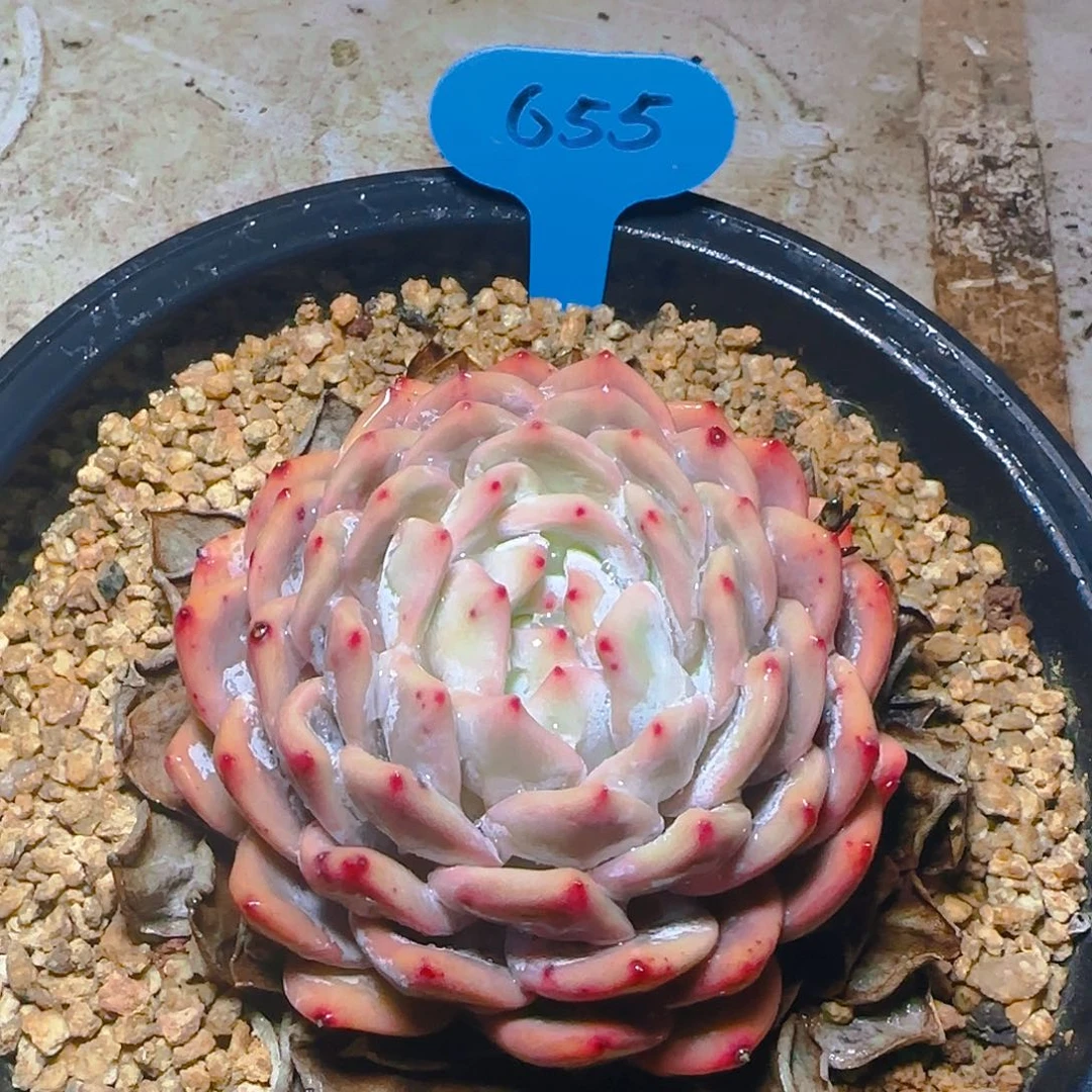 橙梦露655号一物一拍