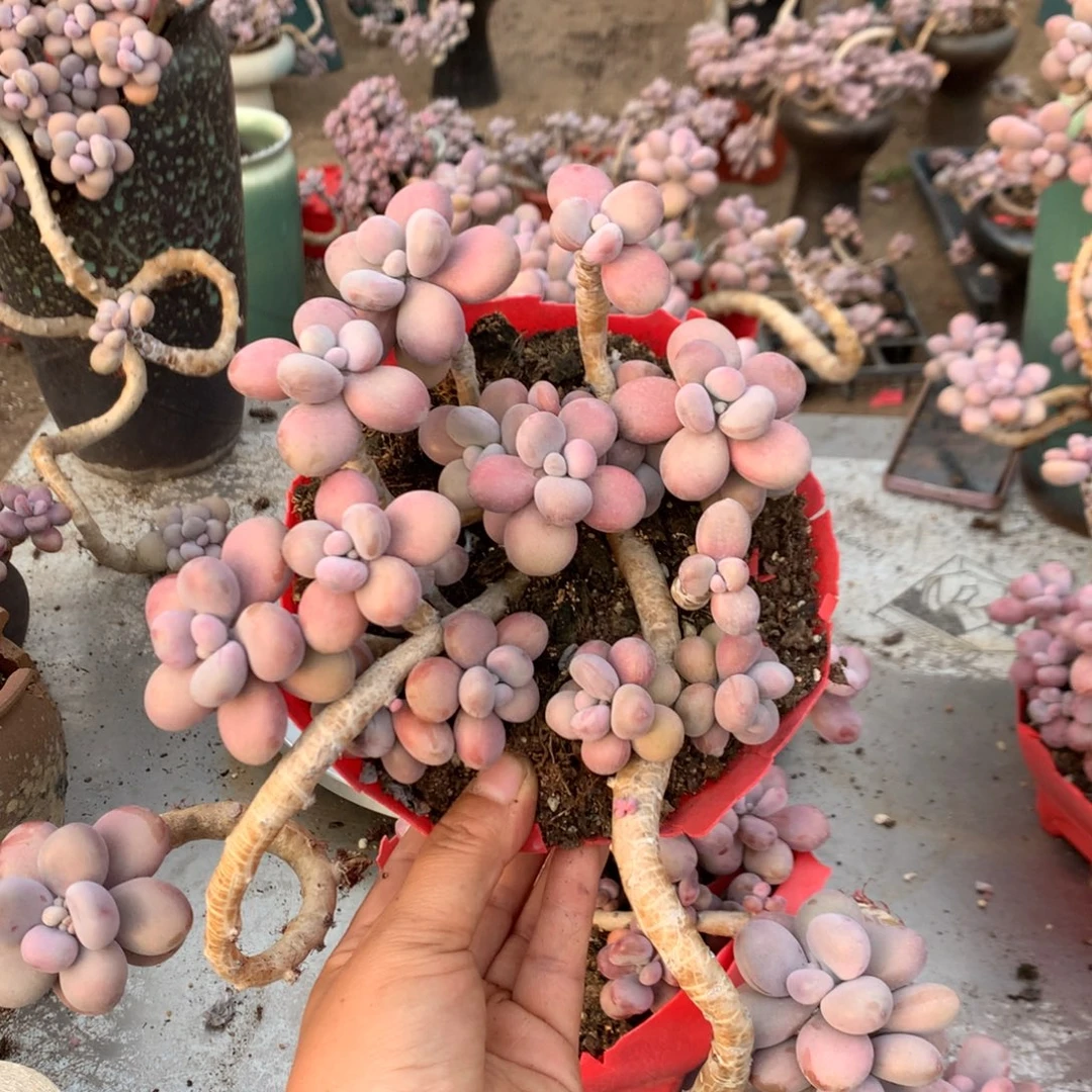 桃蛋老桩不带盆80号