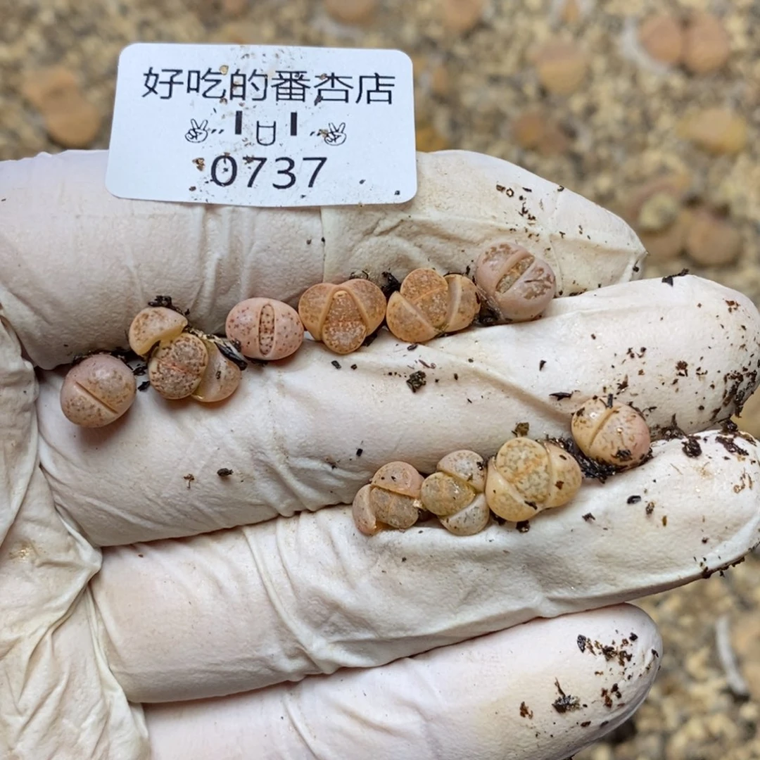 小*0737。零下拍保温。