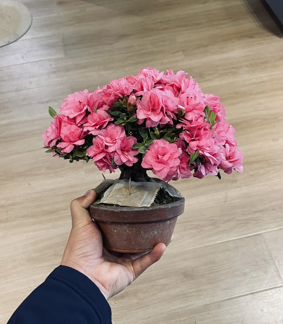 盆景一物一拍（私自拍下无效不发货）