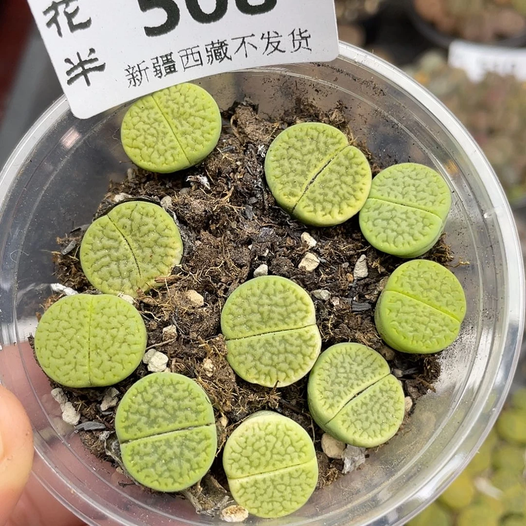 508000000花花花花花