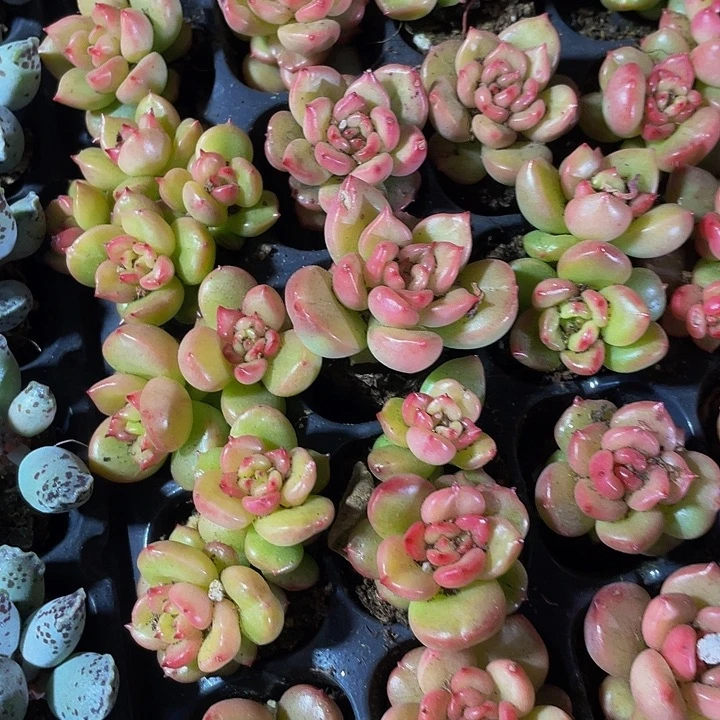 小苹果花1元带土发