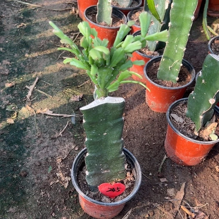 当前无花栽培后可以开花058  245