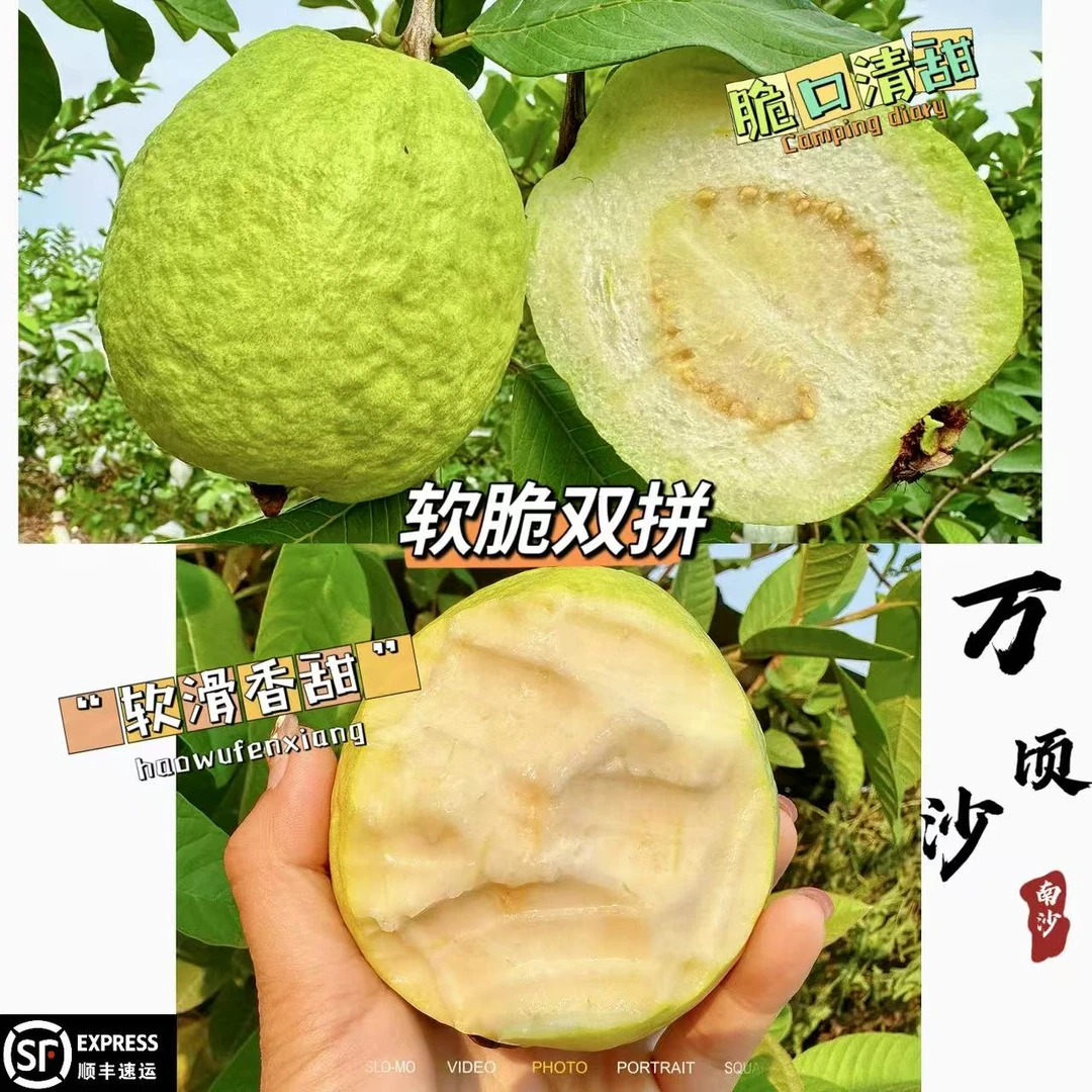 【软脆双拼】南沙番石榴白心水果脆甜芭乐正宗奶油香甜新鲜孕妇当季