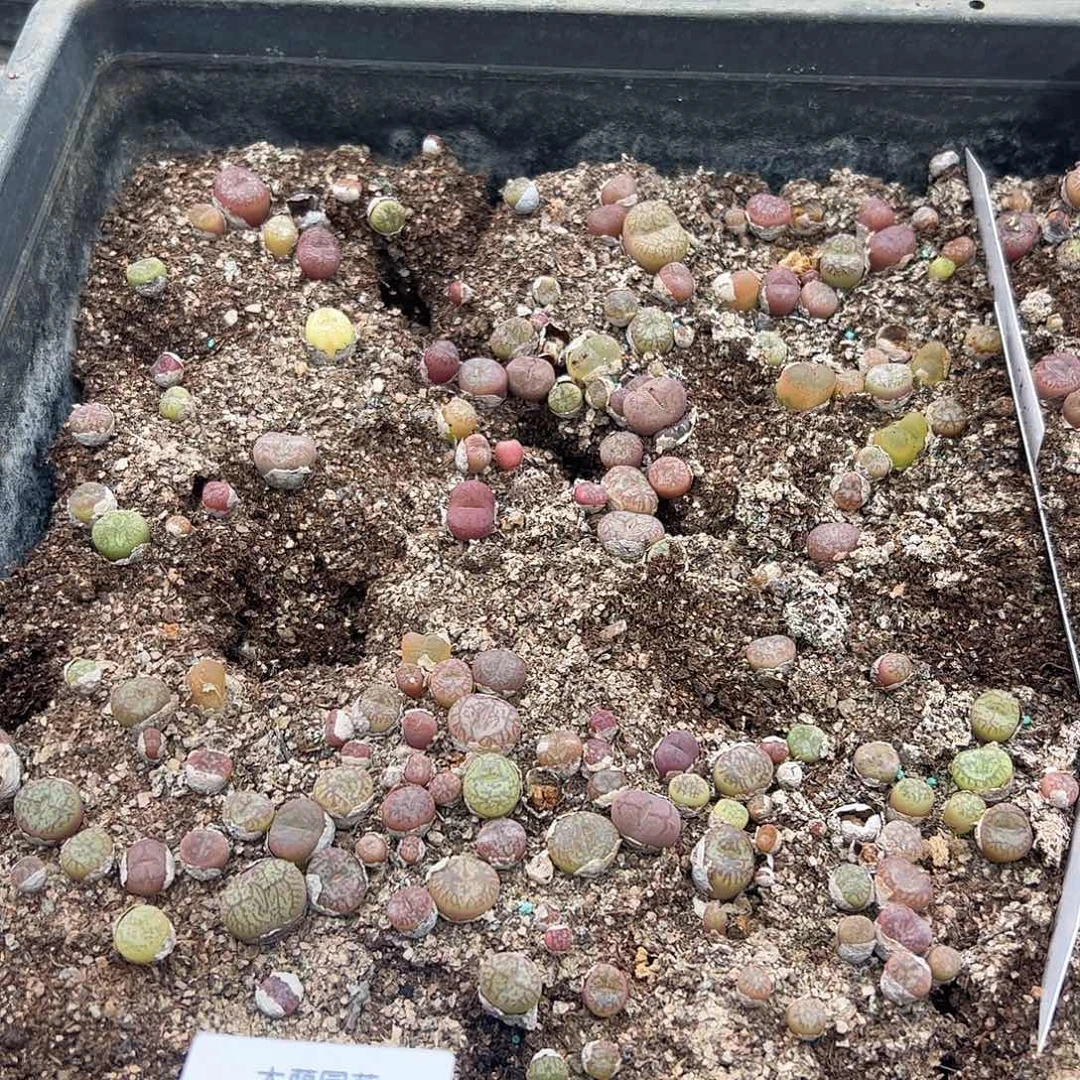 清框脱土发无售后默认有疤，548
