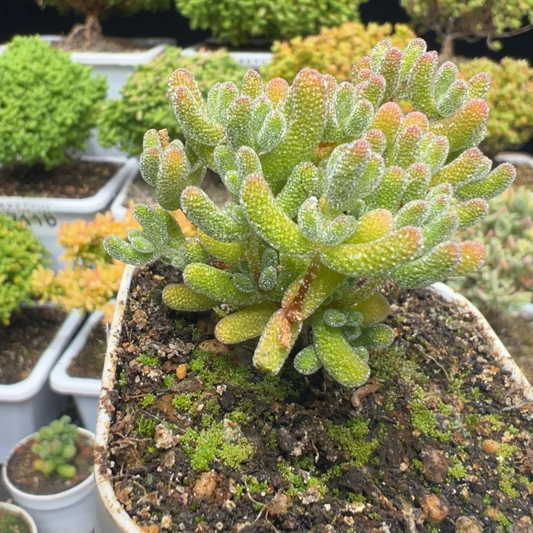 D7192冰晶杂红叶枝干需凑单拍