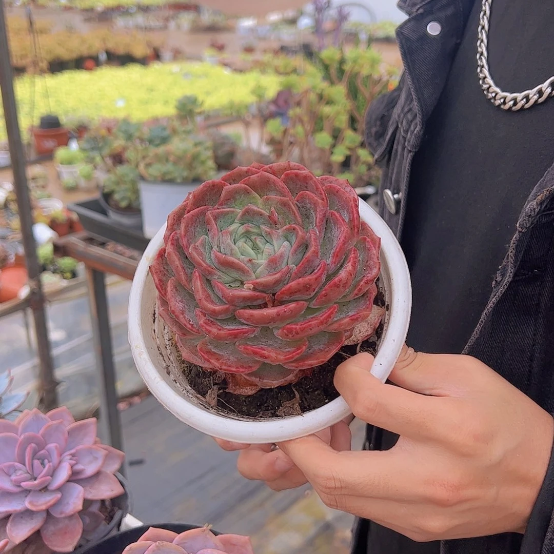 大单头冰橙特价两盆