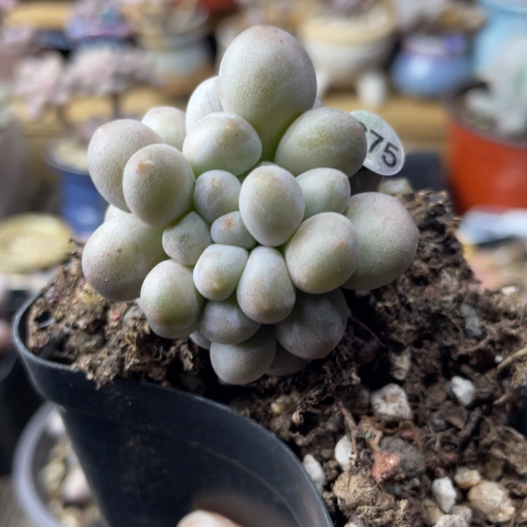 芯***.仙子奶酪多肉植物