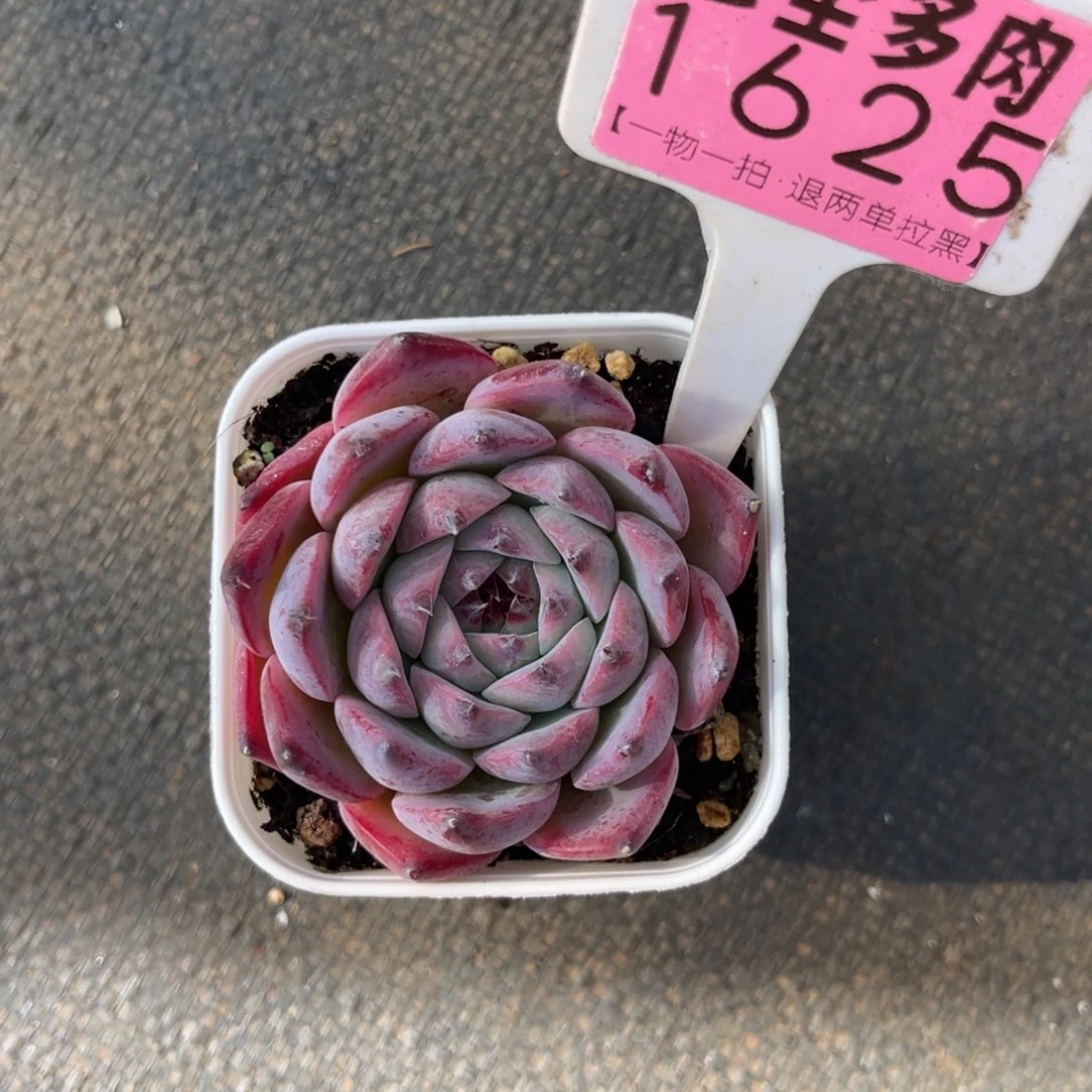 英***-云尘多肉一物一拍1625