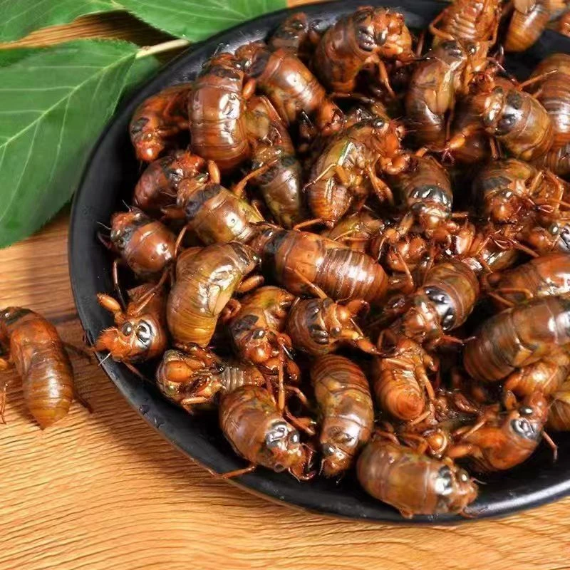 2025大知了1猴新鲜活体金1蝉冷冻结了龟爬叉猴非蚕蝉蛹顺丰包邮