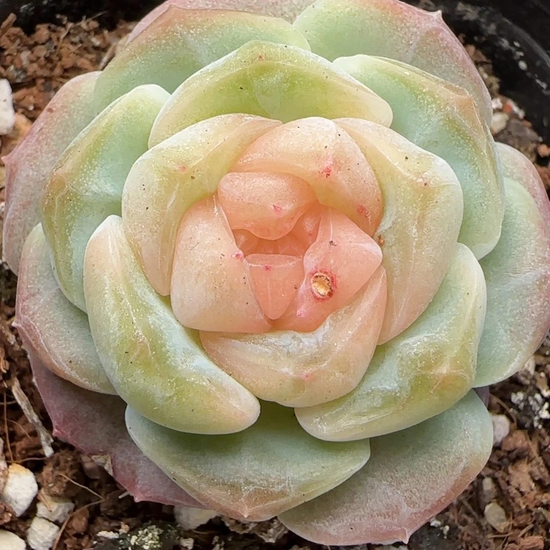 【满29包邮非偏远】008超级福利