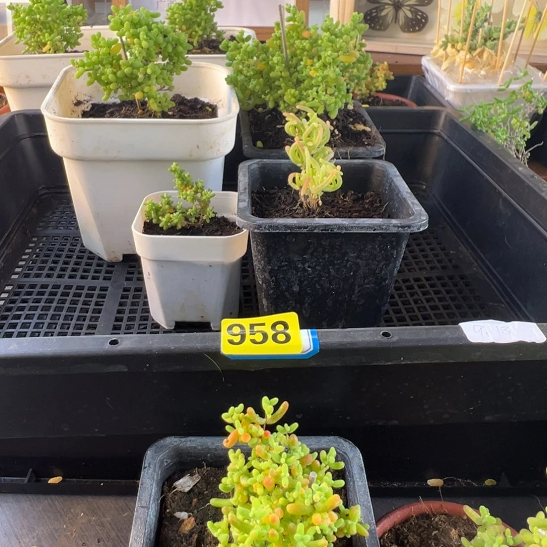 枝干番杏多肉植物958