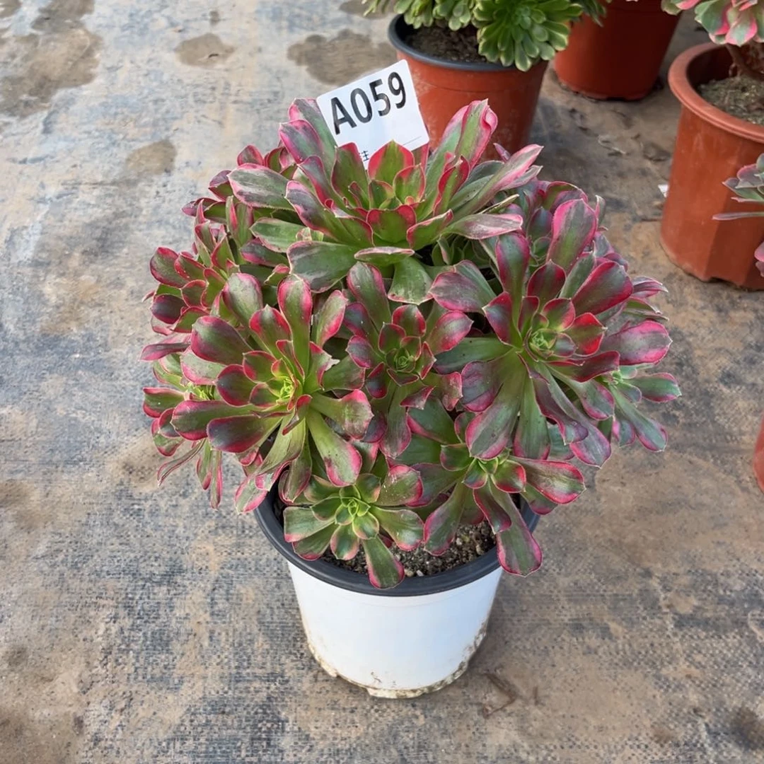 多肉植物安娜锦059多肉