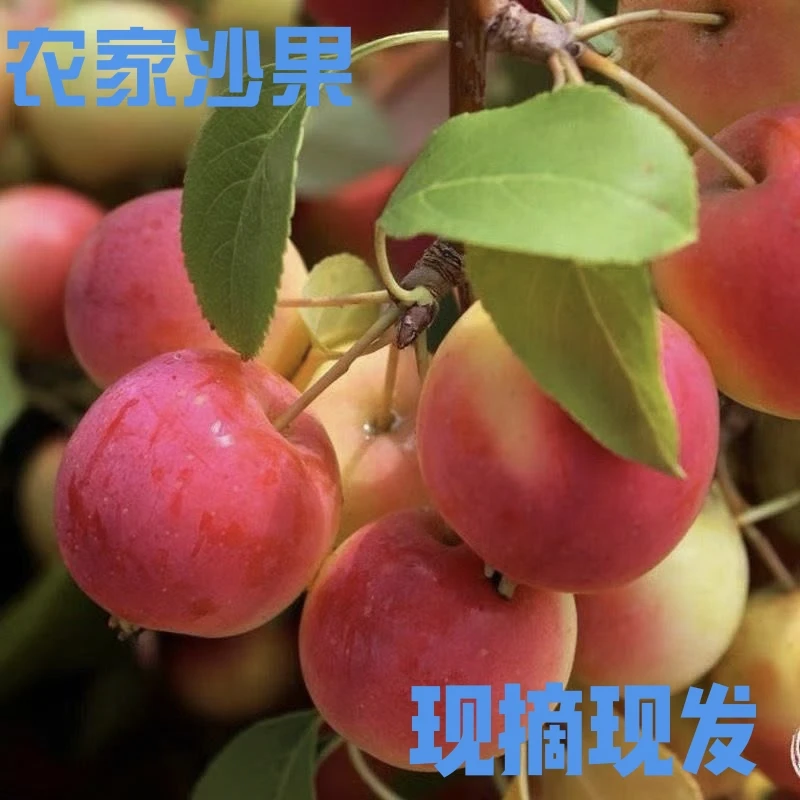 海棠果新鲜当季现摘老式沙果酸甜脆孕妇小苹果水果脆甜