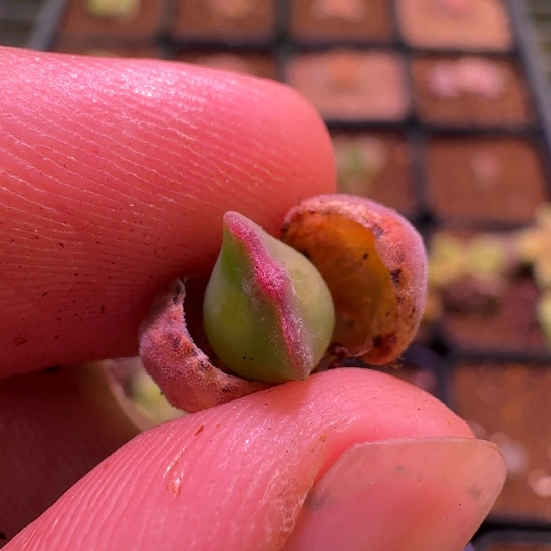 云缦精品番杏20.74