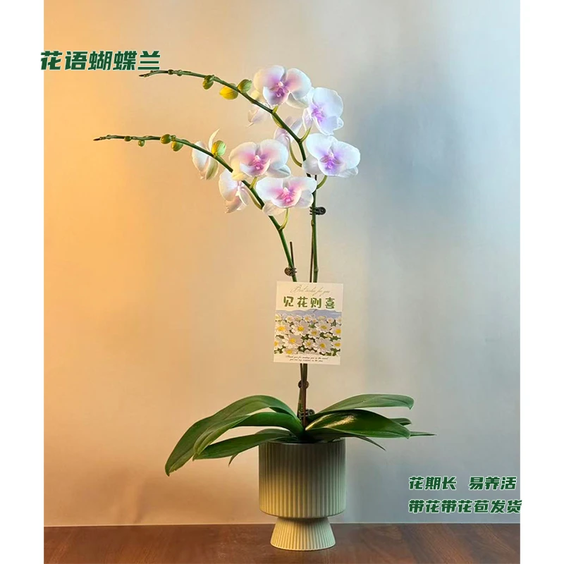 蝴蝶兰【德州姑娘】 带花带花苞发货 室内客厅阳台花卉 好养易活