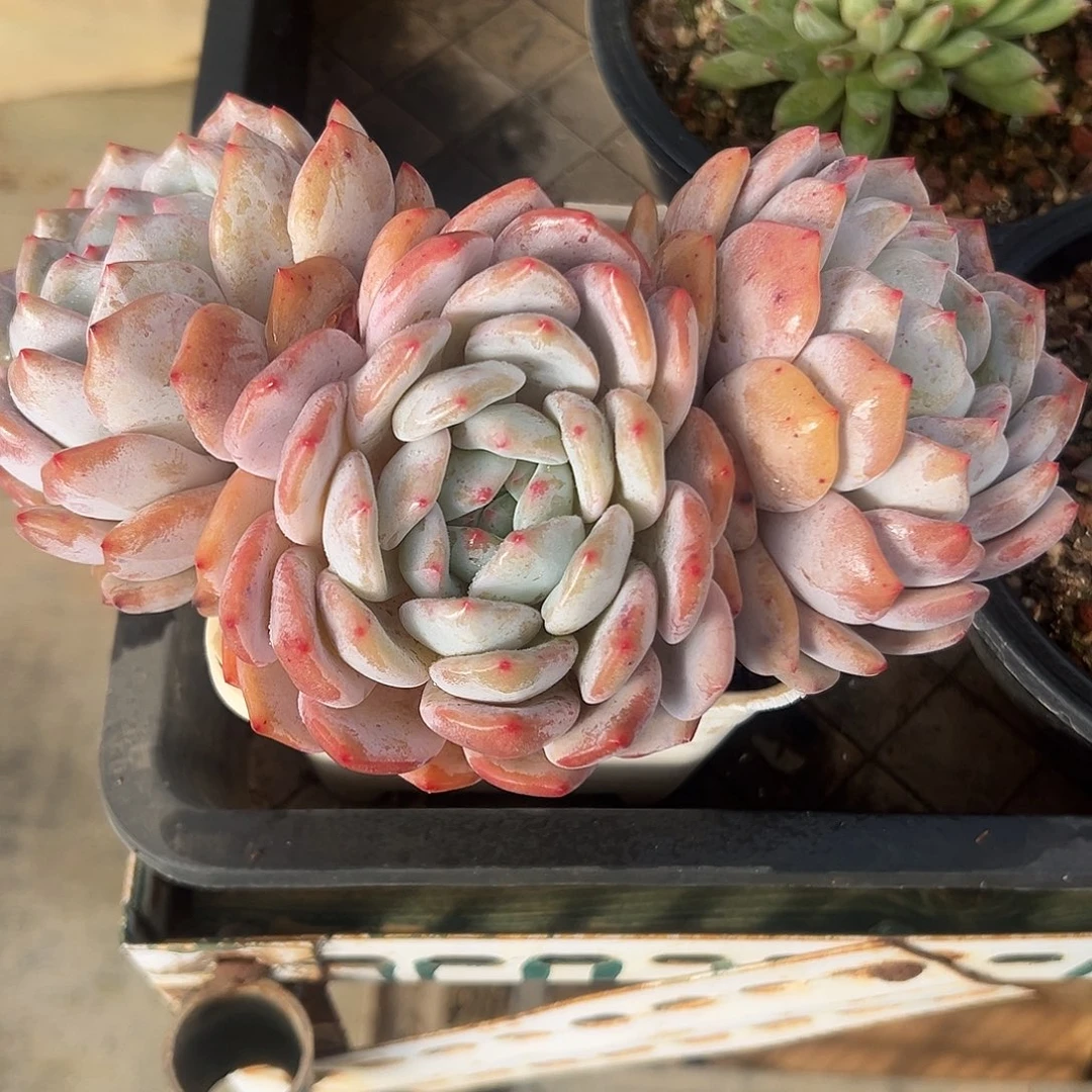 橙梦露多肉植物一拍