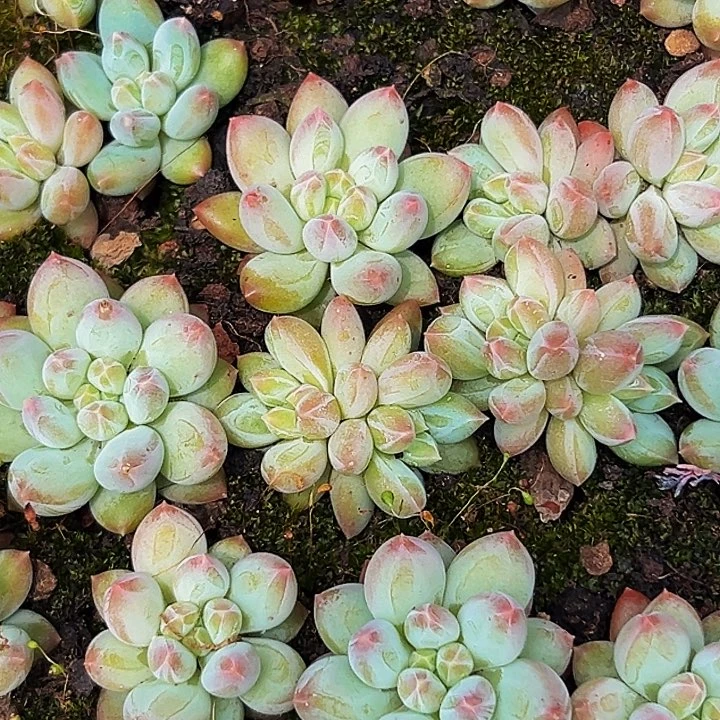 10棵美人系多肉植物